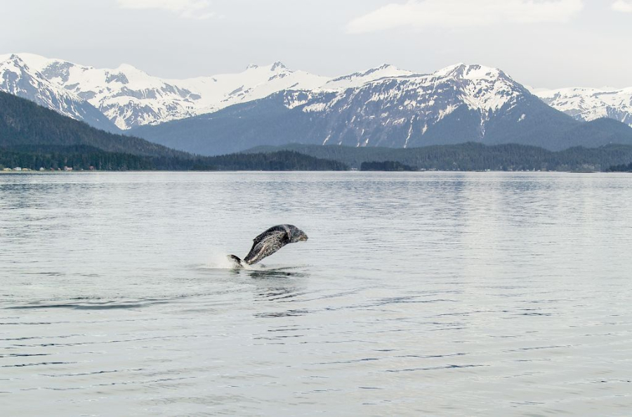 http://www.rogerjett-photography.com/here/wp-content/gallery/humpback-whales/juneau-2009-westerdam-alaska-149-2.jpg