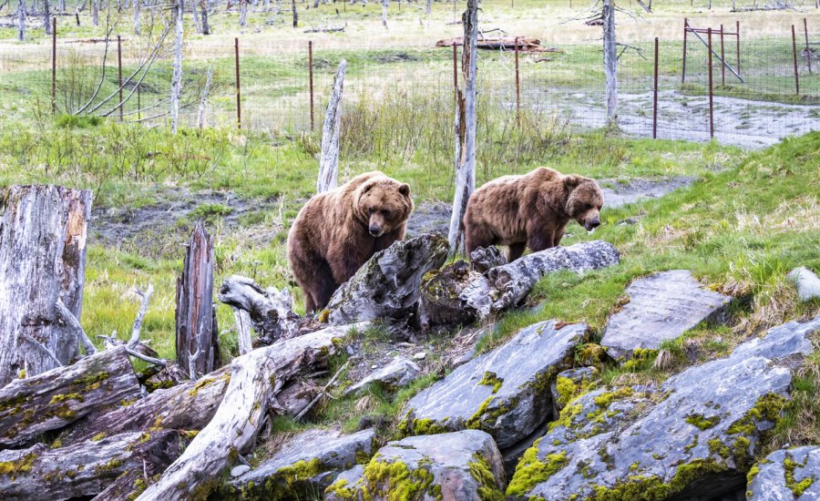 Anchorage Alaska Wildlife Refuge Photographs | Roger Jett Photography