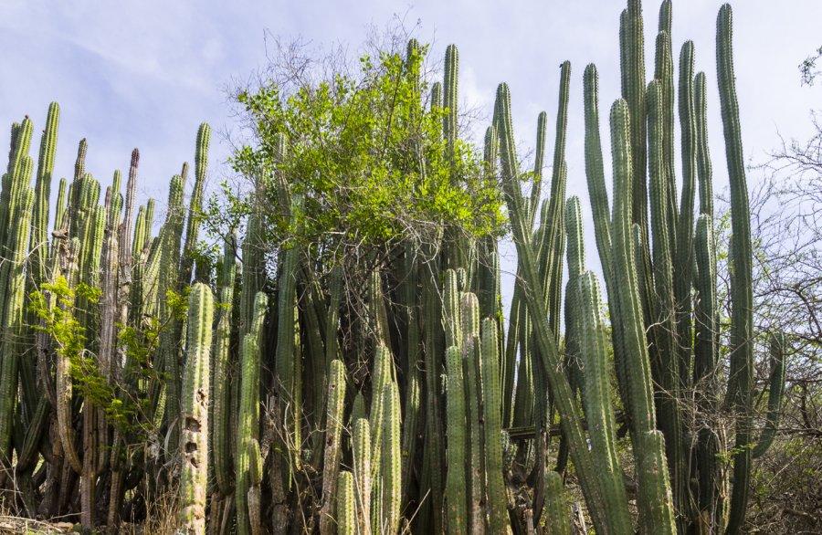 Caribbean Plants & Flowers Photographs | Roger Jett Photography