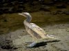 Double-crested Cormorant