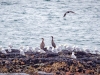 Pelagic Cormorant