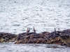 Pelagic Cormorant