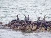 Pelagic Cormorant