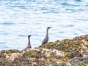 Pelagic Cormorant