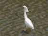 Snowy Egret