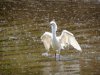 Reddish Egret