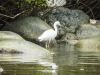 Snowy Egret