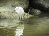 Snowy Egret