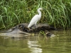 Snowy Egret