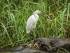 Snowy Egret
