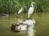 Great Egret
