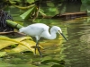 Snowy Egret