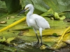 Snowy Egret