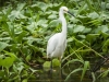 Snowy Egret