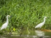Snowy Egret