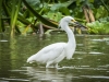 Snowy Egret