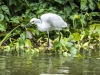 Snow Egret