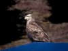 5080861-2