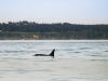 victoria-bc-2009-westerdam-alaska-057-2