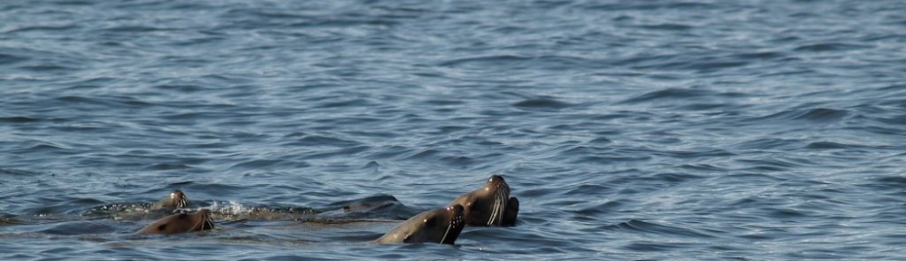 Sea Lions page